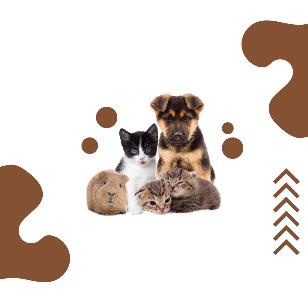 Pets
